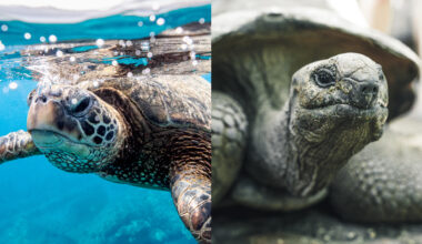 A two-paneled image showing a turtle on the left and a tortoise on the right