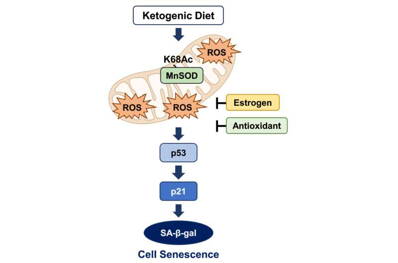 A keto diet might benefit females more than males, suggests study