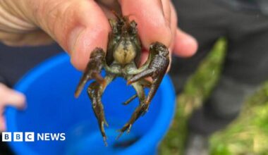 A crayfish is held in a person's fingers with a blue bucket in the background