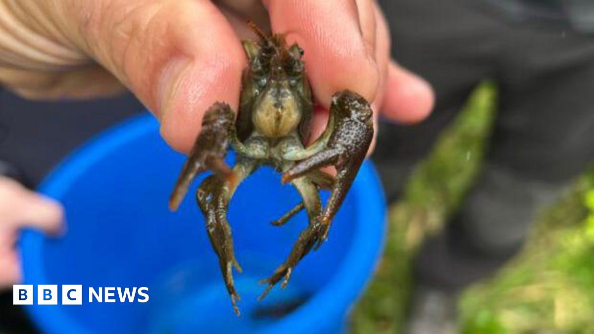 A crayfish is held in a person's fingers with a blue bucket in the background