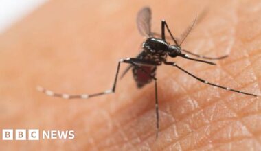 UK cases of mosquito-borne chikungunya virus more than double