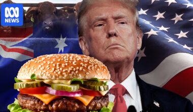 Australian cow market takes off as tariffs loom and US burger prices rise