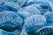 ab man o war jellyfish physalia