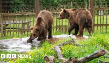 Pair of bears meet new twin cubs in Devon
