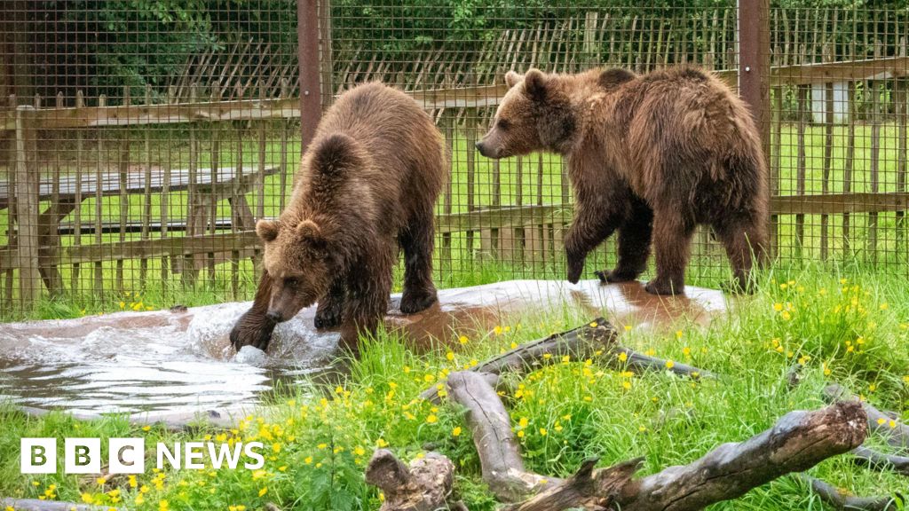 Pair of bears meet new twin cubs in Devon