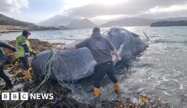Scientists investigate surge in whale and dolphin strandings in Scotland