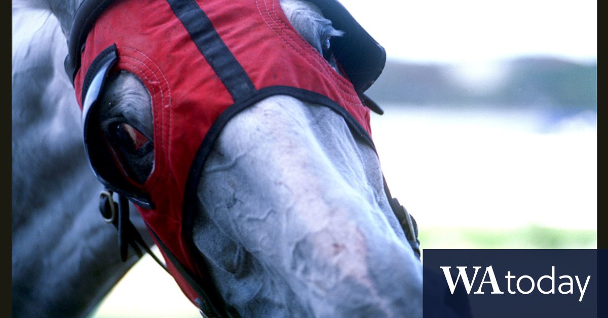 Race-by-race preview and tips for Friday meeting at Tamworth