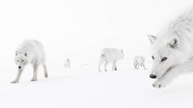 Five arctic wolves with white fur walk across a snowy, white landscape. One wolf is close to the camera, while the others are scattered in the background, blending into the wintry scene.
