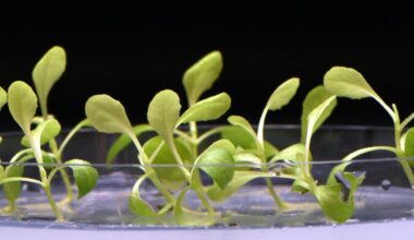 Scientists hail major breakthrough in developing holy grail of renewable energy: artificial photosynthesis