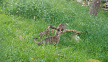 Zoo says their wildcat scheme is working