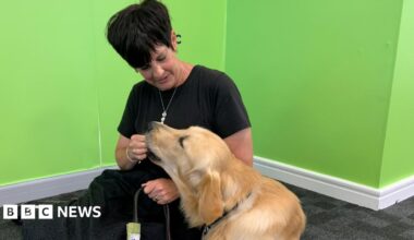 A woman with short black hair is wearing a long black dress. She is sitting on the floor with a golden labrador guide dog and feeding him a treat. There is a bright green wall in the background