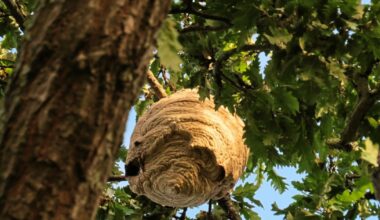 Asian hornet nest was hiding in plain sight