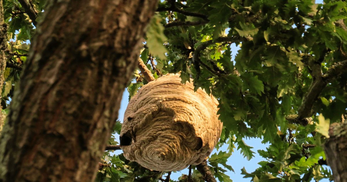 Asian hornet nest was hiding in plain sight