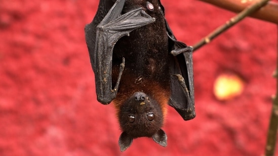 Erica Kahn had noticed multiple bats flying while she took pictures of the night sky, but ignored them.(Representational)