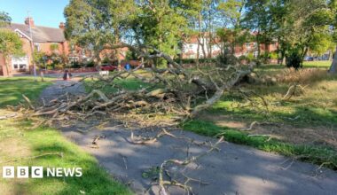 A large section of a tree in Ridley Park which has broken off and fallen to the ground. Much of its branches have shattered. The tree has fallen over the pavement and parts of the grassed area. Behind it a cordon has been placed across the path to stop people walking along it.