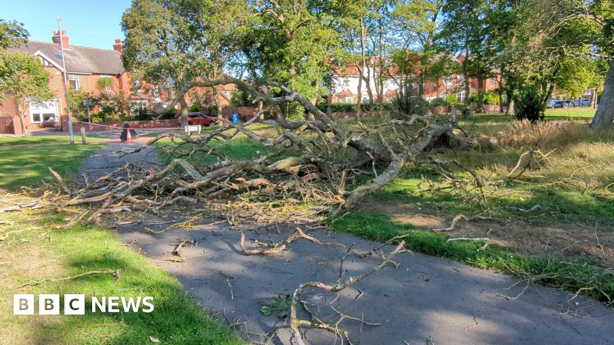 A large section of a tree in Ridley Park which has broken off and fallen to the ground. Much of its branches have shattered. The tree has fallen over the pavement and parts of the grassed area. Behind it a cordon has been placed across the path to stop people walking along it.