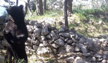 VIDEO: Bear caught on camera ‘dancing’ in Croatian national park goes viral
