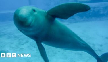 Saving China's finless porpoise from the brink of extinction