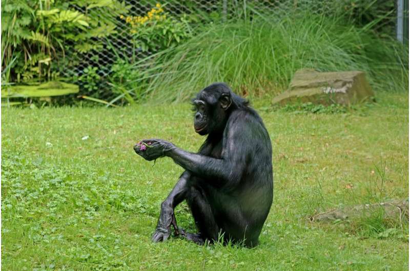 bonobo