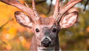 Monster Buck Captured On Video, Footage Is Epic: WATCH