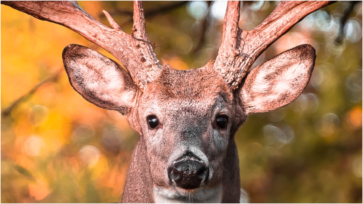 Monster Buck Captured On Video, Footage Is Epic: WATCH