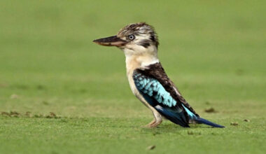 Bangkok Post - Scientists find surprising sex reversal in Australian birds