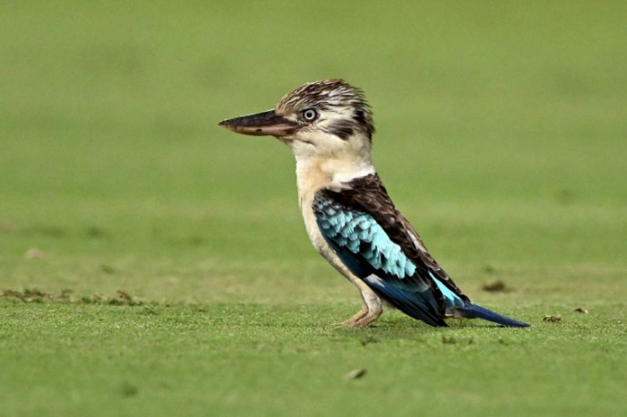 Bangkok Post - Scientists find surprising sex reversal in Australian birds