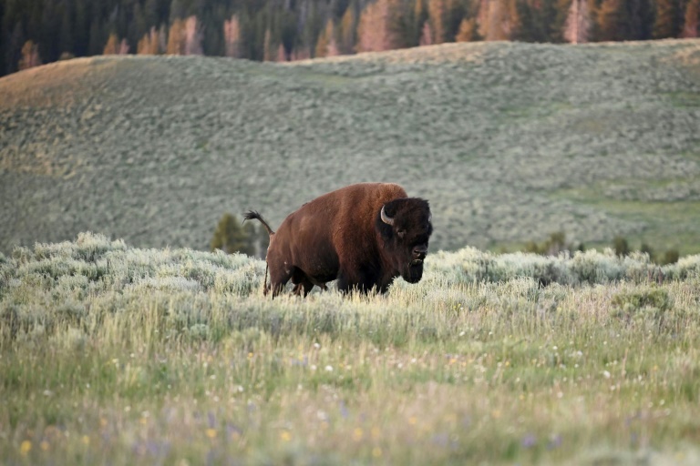 An American Bison, also called Buffalo, grazes in the Yellowstone National Park July 09, 2020.