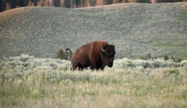 Bangkok Post - Bison herds 'reawaken' Yellowstone's prairies