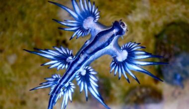 Canarian Weekly - Dangerous ‘blue dragon’ forces beach closure in Lanzarote