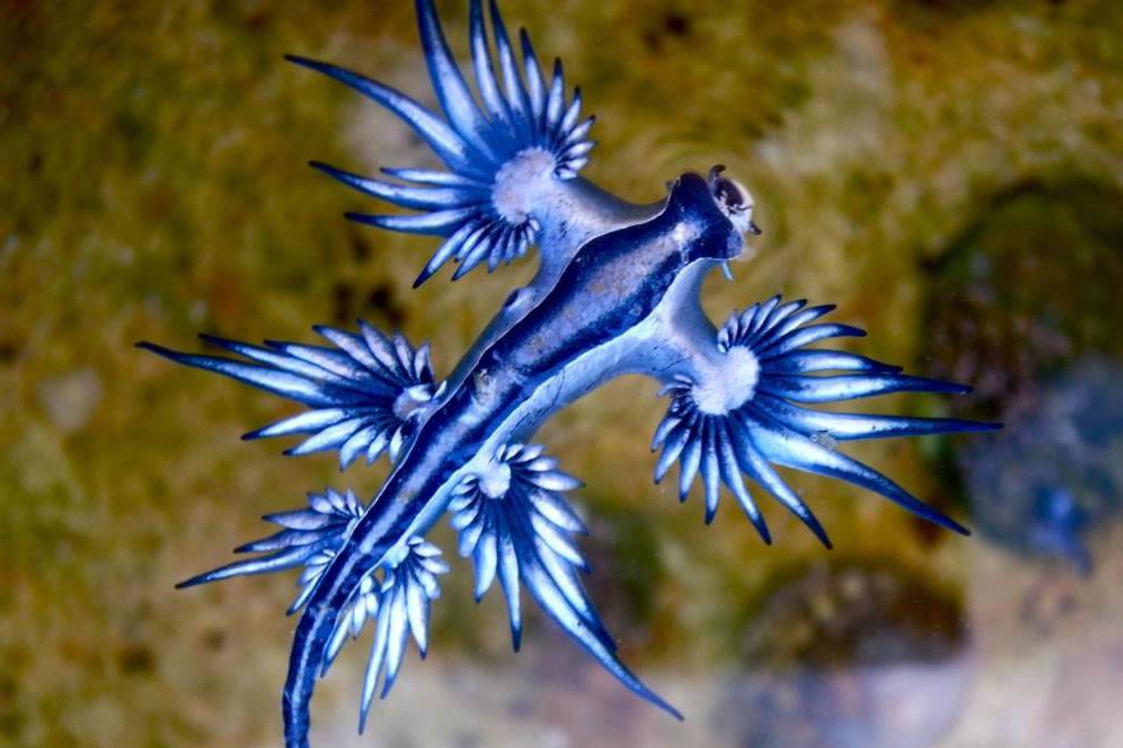 Canarian Weekly - Dangerous ‘blue dragon’ forces beach closure in Lanzarote