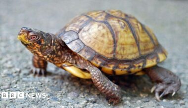 An eastern box turtle with with  and brown patterned skin and small red eyes perched on the ground.