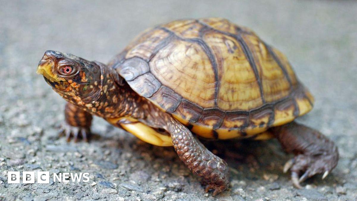 An eastern box turtle with with  and brown patterned skin and small red eyes perched on the ground.
