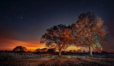 Two illuminated trees stand in a field under a starry night sky, with a warm glow of orange from the horizon and gentle lighting effects.