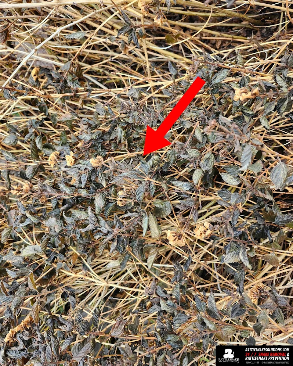 Rattlesnake in the leaves.