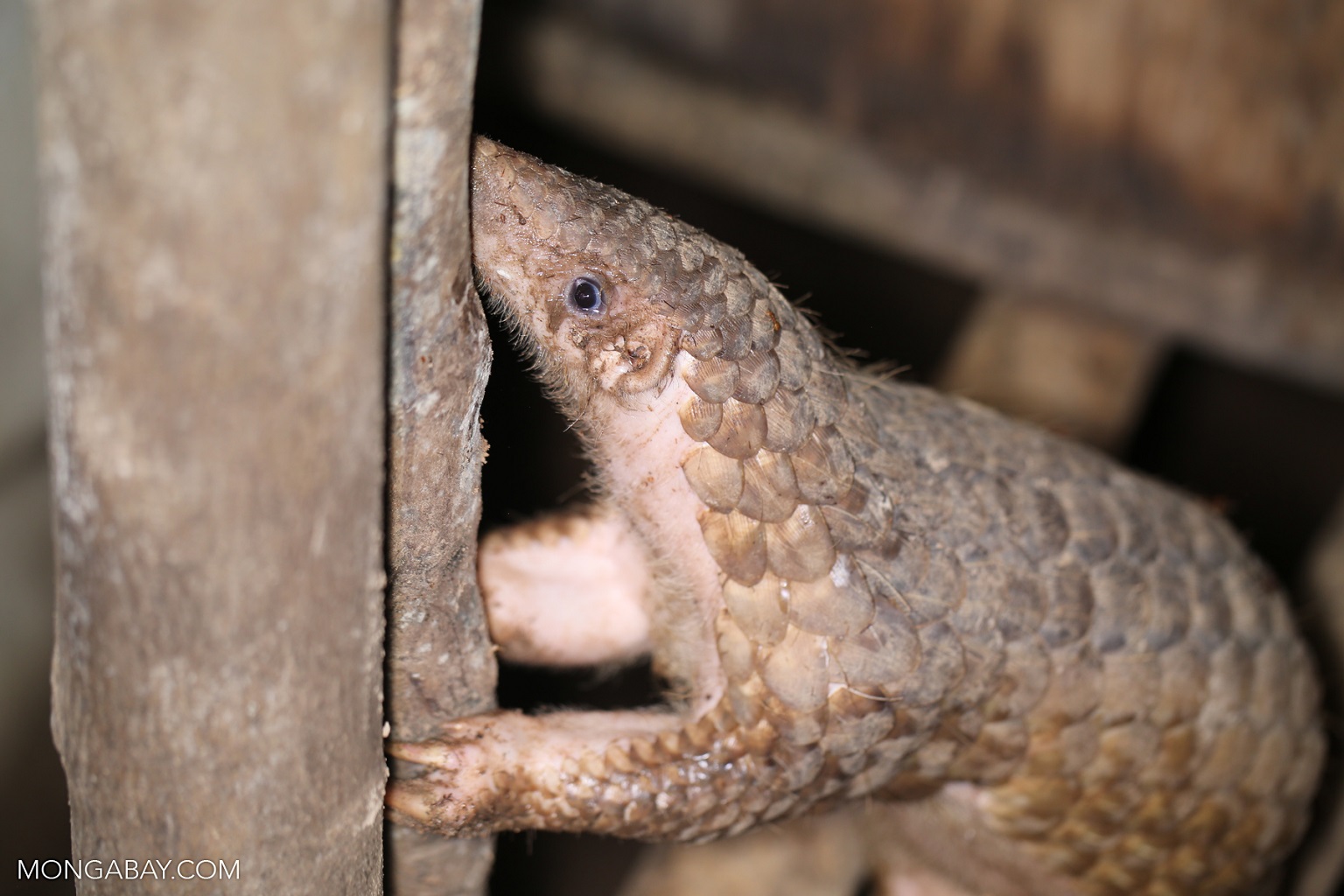 In 2016, the U.S. worked with several pangolin range states in Africa and Asia to co-sponsor proposals that would list all pangolin species on CITES Appendix I, banning their international commercial trade.