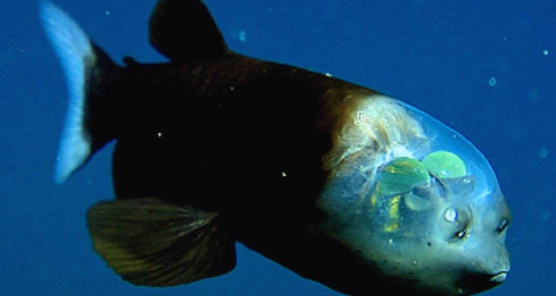 Cameras Caught What No Human Was Meant To See—a Deep Sea Creature Straight Out Of A Nightmare