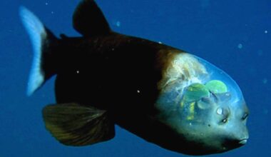 Cameras Caught What No Human Was Meant To See—a Deep Sea Creature Straight Out Of A Nightmare