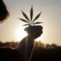 cannabis
