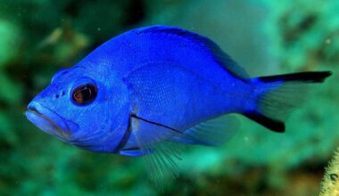 Caribbean fish defies species theory by having nearly the same DNA across varieties