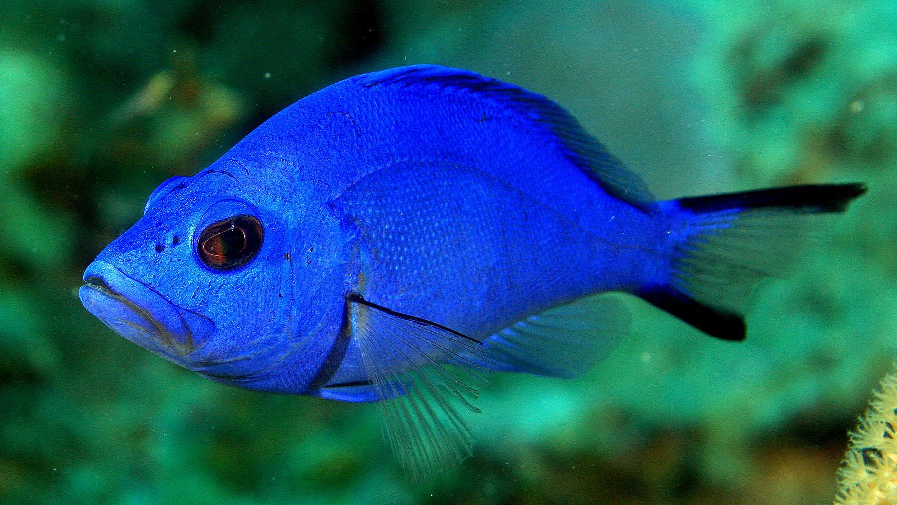 Caribbean fish defies species theory by having nearly the same DNA across varieties