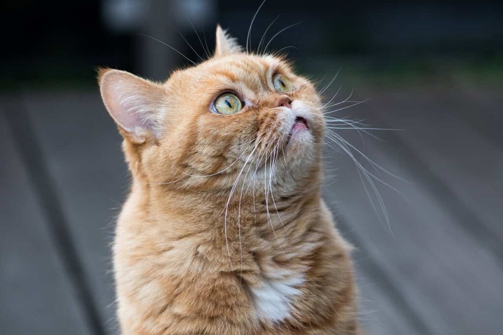 Photo of an orange cat