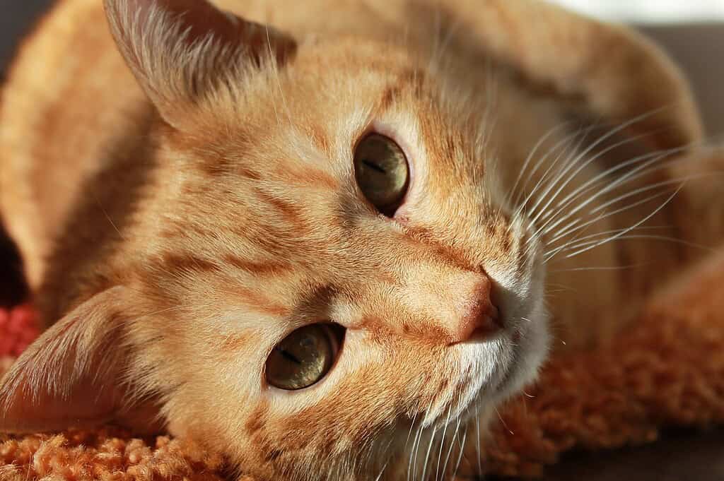 Photo of an orange cat