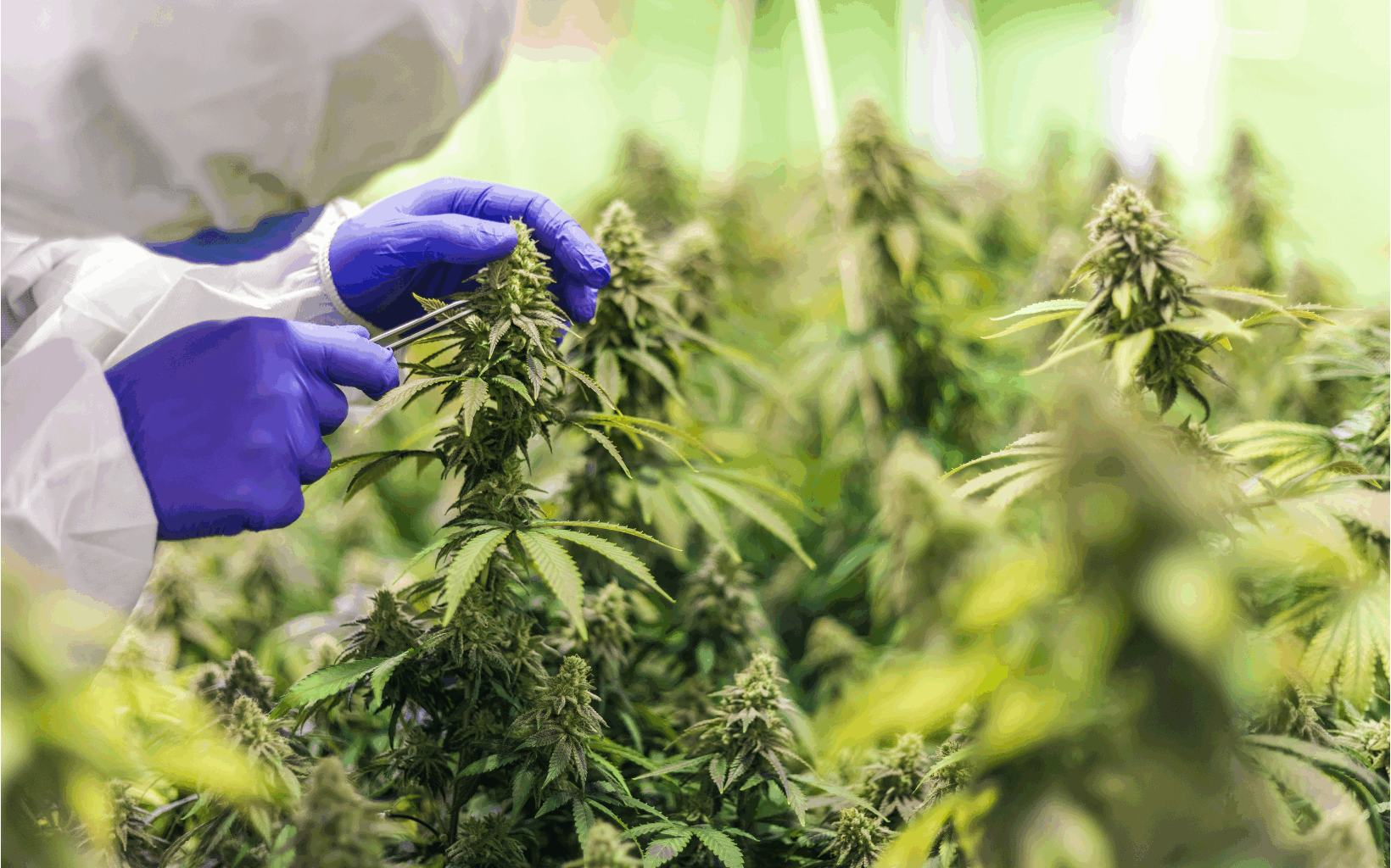 CBD farm