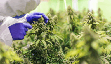 CBD farm