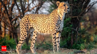 ‘Indian adaptation’: Environmentalists marvel as cheetahs swim in Chambal, Kuno