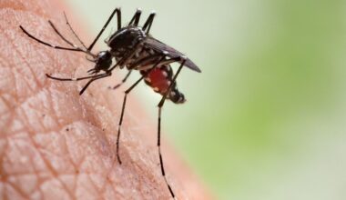 Record rise in travel-related Chikungunya cases in England