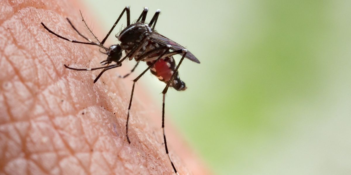 Record rise in travel-related Chikungunya cases in England