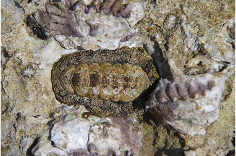 chiton