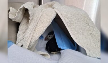 Lost Little Puffin Found Wandering In A Garden 110 Miles From Home